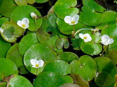 Водокрас