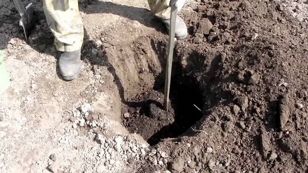 Готовим яму для посадки саженца яблони