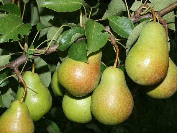 Груша Чижовская