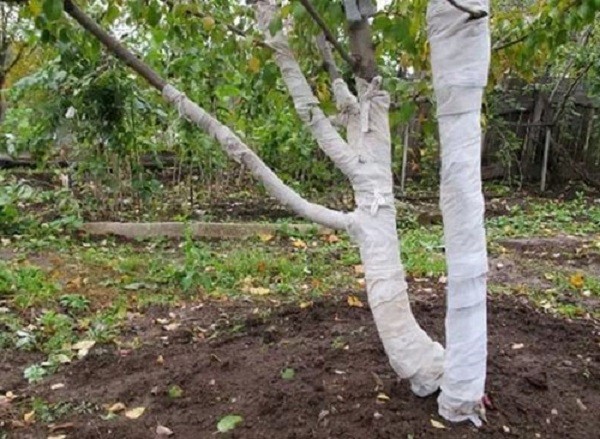 Груша Чижовская