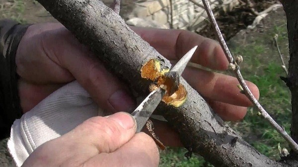 Курчавость листьев персика