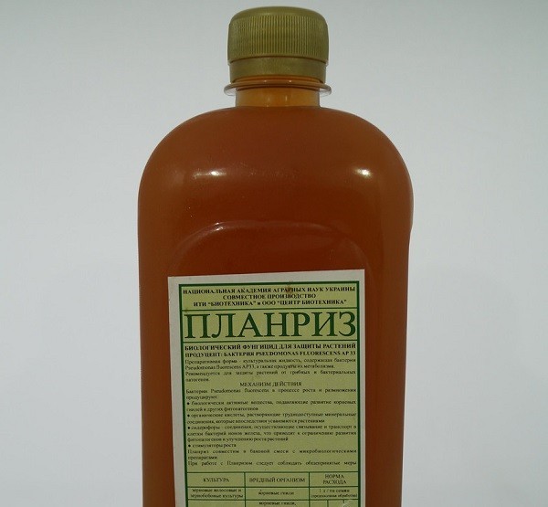 Лечение ржавчины яблони