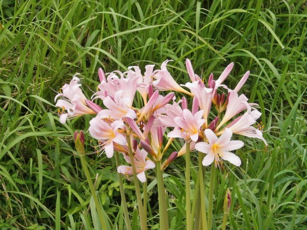 Паучьи лилии &mdash; всё о ликорисе лучистом