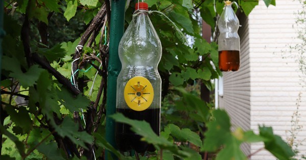 Как избавиться от ос на даче и не быть ужаленным