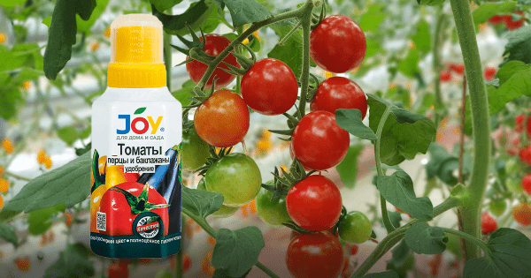 Как подкормить томаты после высадки в грунт?
