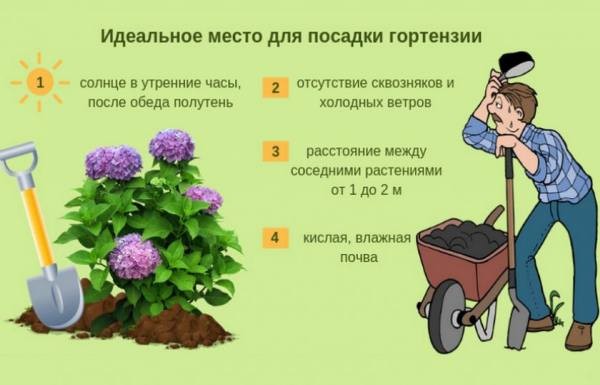 Гортензия метельчатая &laquo;Сандей Фрайз&raquo;