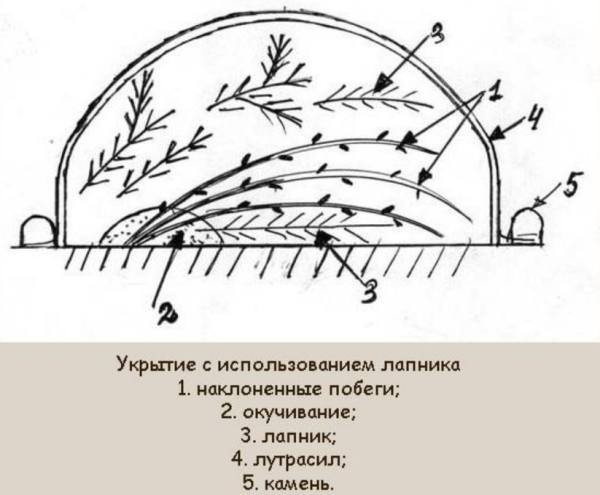Гортензия метельчатая &laquo;Сандей Фрайз&raquo;