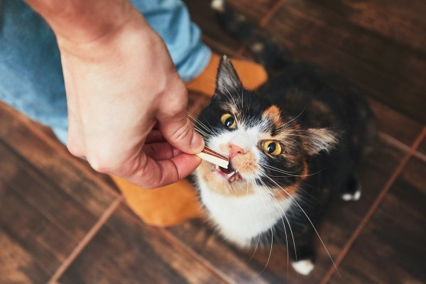 10 &laquo;нельзя&raquo; для хозяина кошки