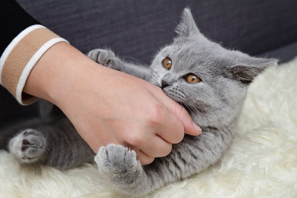 10 &laquo;нельзя&raquo; для хозяина кошки