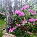 Что посадить в приствольный круг под деревьями