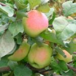 Как бороться с паршой на яблоне