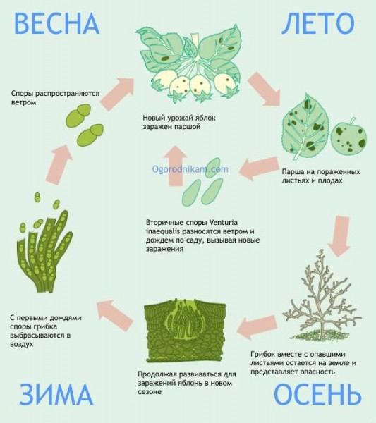 Как бороться с паршой на яблоне