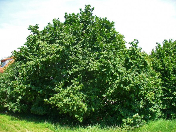 Лещина &mdash; лесной орех