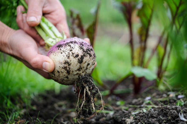 Неудачный урожай корнеплодов? Разбираем ошибки