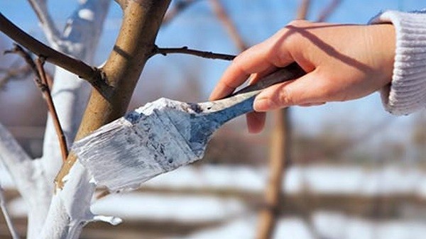 Обработка яблонь осенью