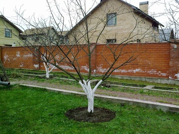 Обзор сорта яблони Феникс Алтайский
