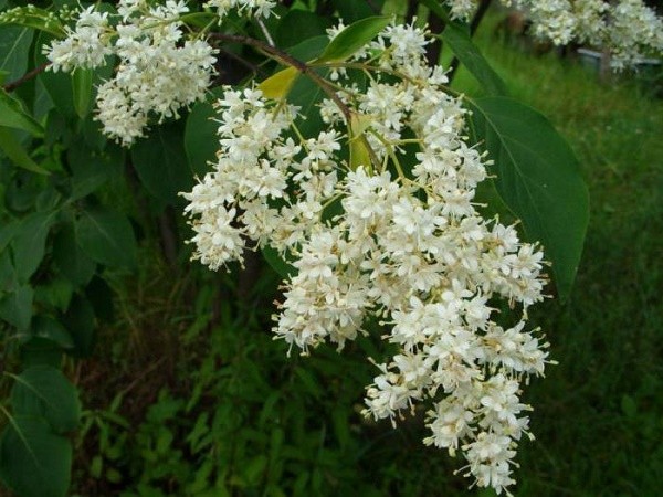 Амурская сирень Амурская сирень
