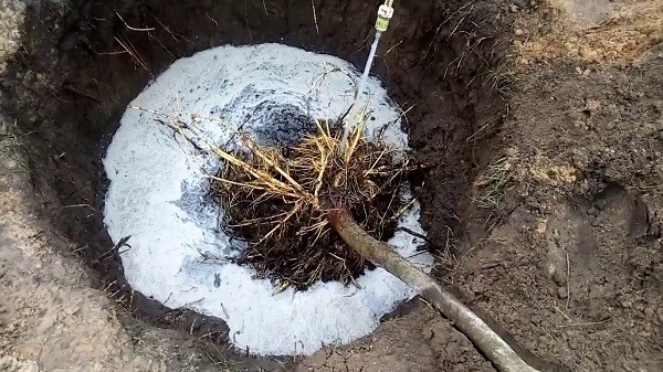 Описание сорта &laquo;слива Конфетная&raquo;