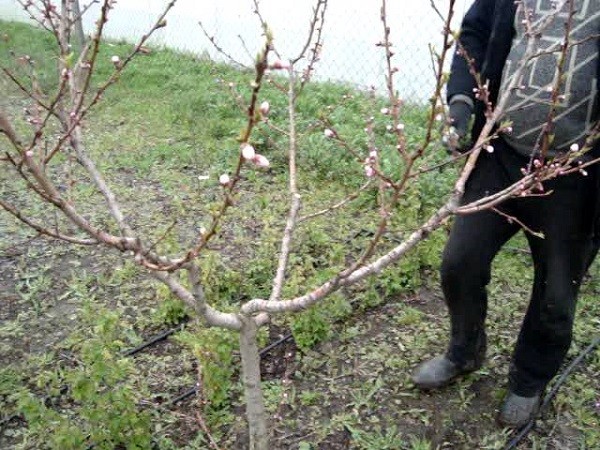 Основные правила обрезки персика Основные правила обрезки персика