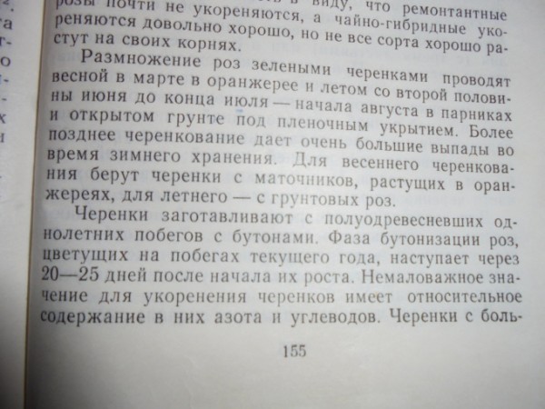Размножение роз черенками под пластиковой бутылкой Размножение роз черенками под пластиковой бутылкой