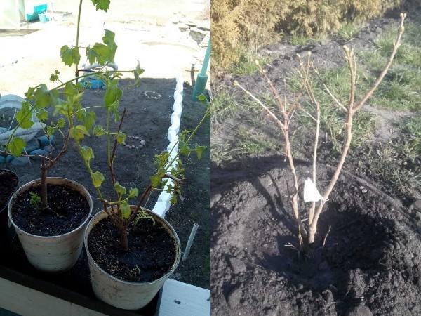 Декоративная калина Бульденеж с белыми цветами шарами