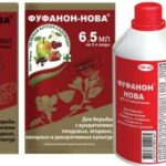 Декоративная калина Бульденеж с белыми цветами шарами