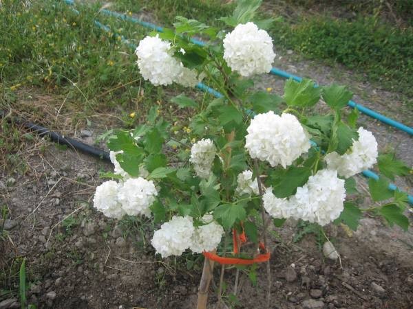 Декоративная калина Бульденеж с белыми цветами шарами