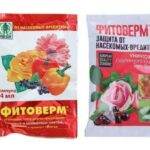 Декоративная калина Бульденеж с белыми цветами шарами