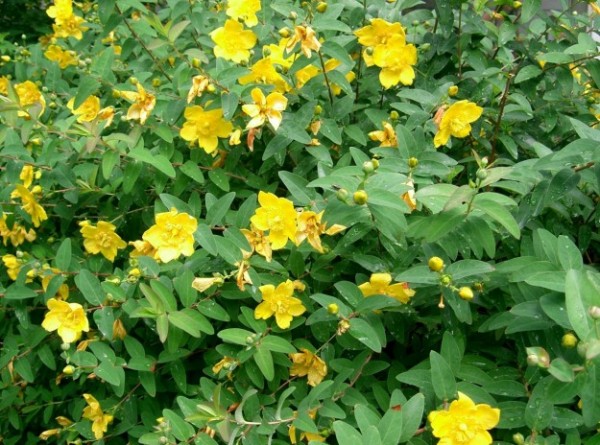 Зверобой кустарниковый