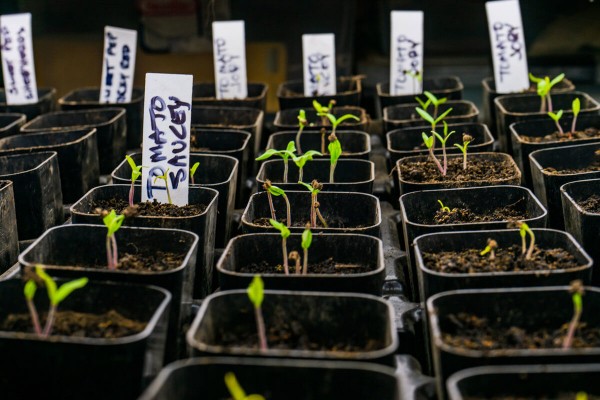 Что должен знать каждый садовод: 10 советов, чтобы стать настоящим профессионалом