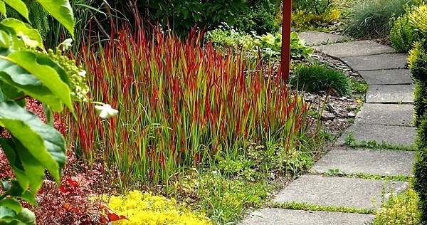 Императа цилиндрическая