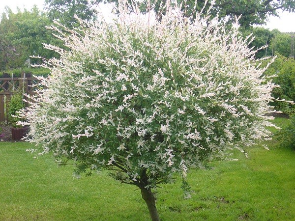 Ива хакуро нишики Ива хакуро нишики