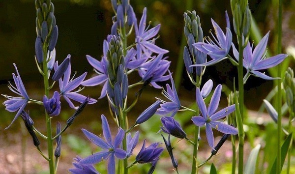 Камассия