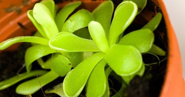 Комнатные охотники на насекомых: 5 хищных растений для вашей коллекции