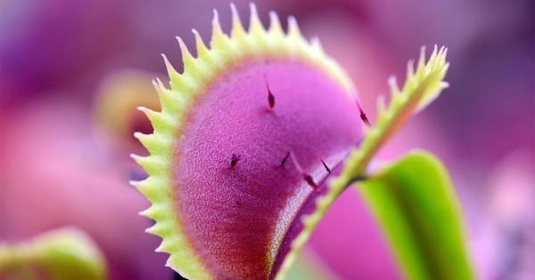 Комнатные охотники на насекомых: 5 хищных растений для вашей коллекции