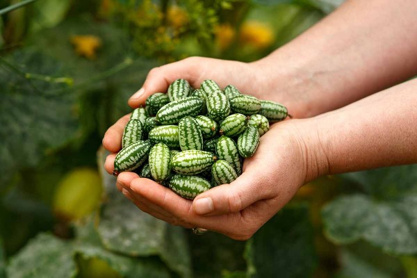 Овощи-экзоты: 14 культур, которые я советую выращивать