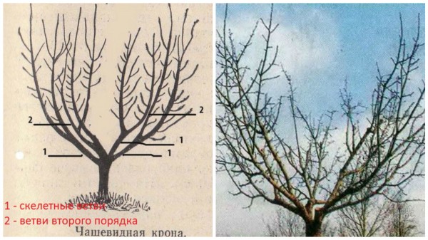 Секреты правильной обрезки яблони