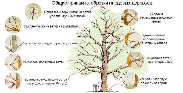 Секреты правильной обрезки яблони