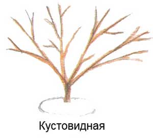 Секреты правильной обрезки яблони
