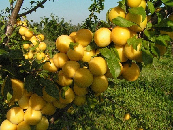 Сорт алычи Колоновидная
