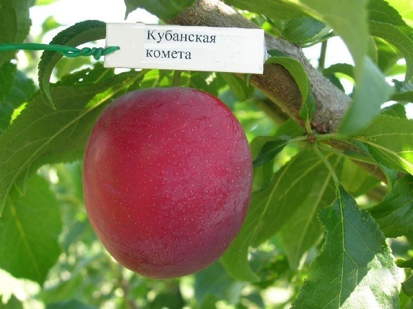 Сорт алычи Кубанская комета Сорт алычи Кубанская комета
