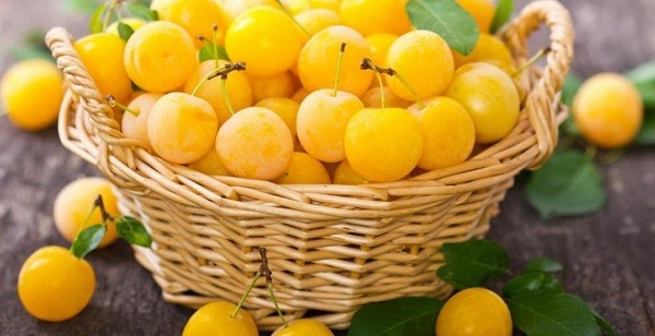 Сорт алычи &laquo;Злато скифов&raquo;