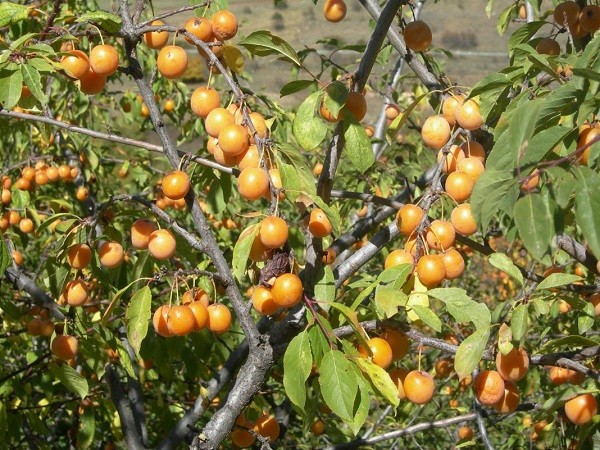 Сорт алычи &laquo;Злато скифов&raquo;