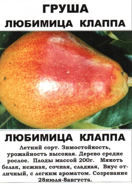 Сорт груши Любимица Клаппа