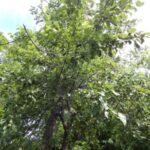 Сорт Яблони Янтарь Сорт Яблони Янтарь