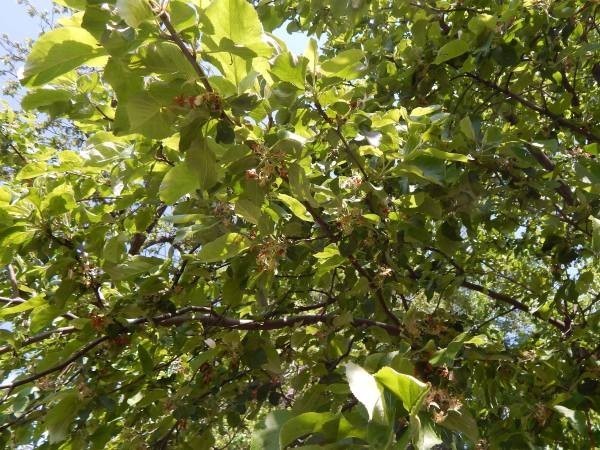 Сорт Яблони Янтарь Сорт Яблони Янтарь