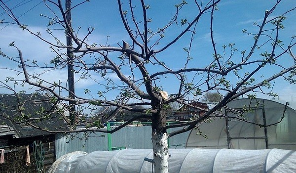 Сорт яблони Орловский Пионер