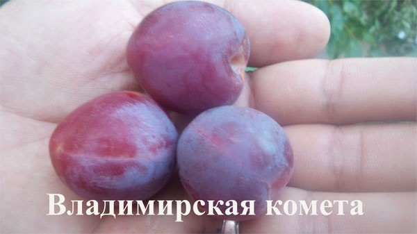 Сорта алычи для Подмосковья Сорта алычи для Подмосковья