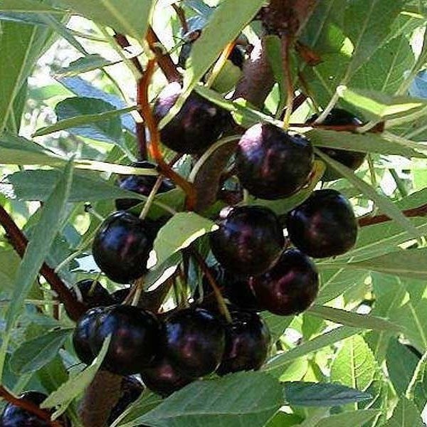 Сорта вишни для Подмосковья Сорта вишни для Подмосковья