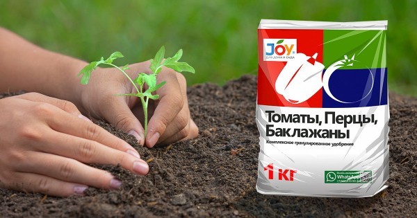 Воспитание рассады томатов: что необходимо сделать для богатого урожая Воспитание рассады томатов: что необходимо сделать для богатого урожая